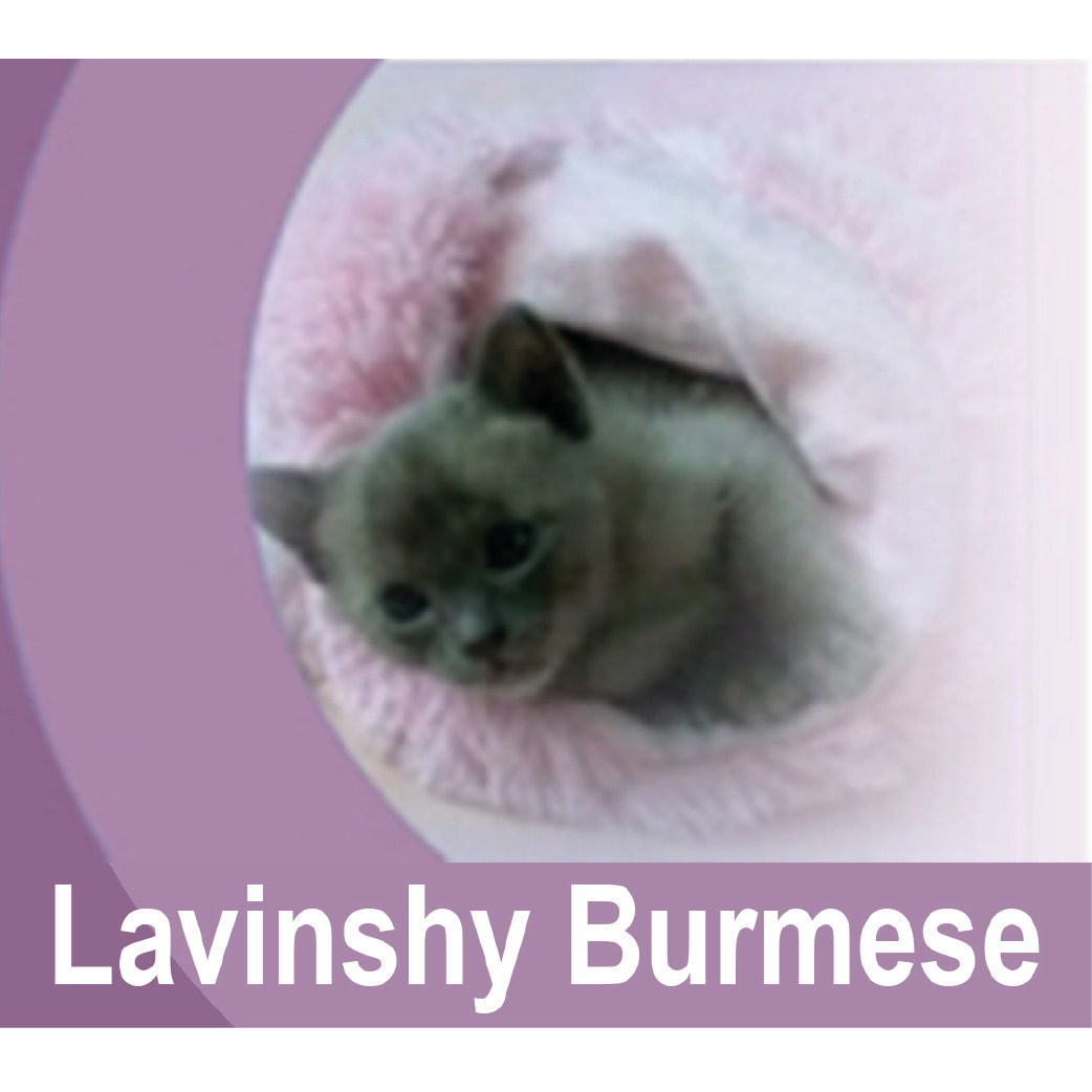 Lavinshy Burmese